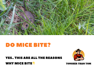 do mice bite?
